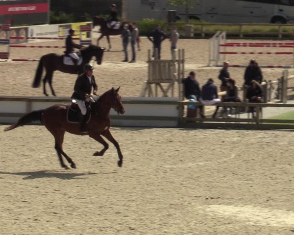 Belgisch Kampioenschap 4-5 Jarigen Paarden