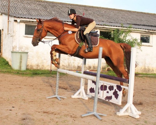 jumper Kiba 7 (Mecklenburg, 2008, from Kobar 3491)