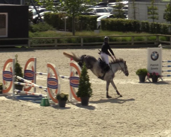 Belgisch Kampioenschap 4-5 Jarigen Paarden