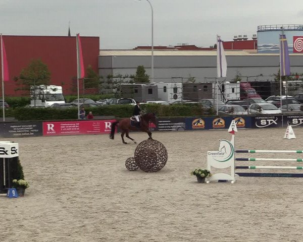 Belgisch Kampioenschap 4-5 Jarigen Paarden