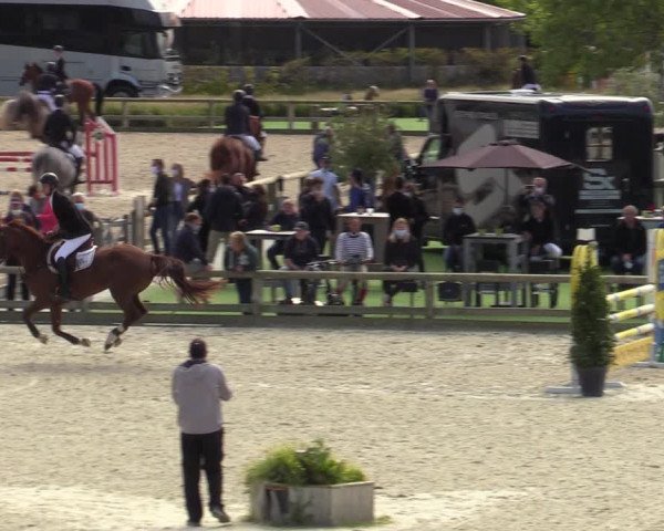 Belgisch Kampioenschap 4-5 Jarigen Paarden