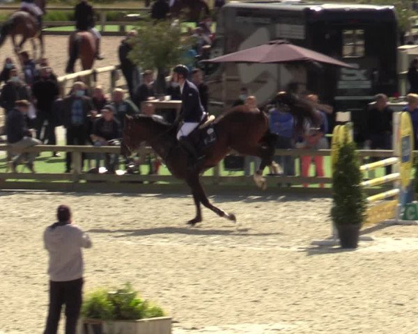 Belgisch Kampioenschap 4-5 Jarigen Paarden