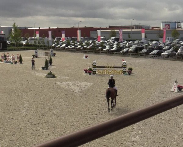 Belgisch Kampioenschap 4-5 Jarigen Paarden