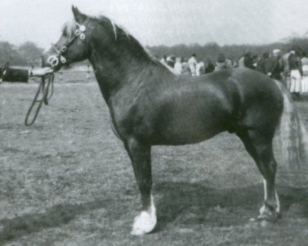 Deckhengst Parc Dafydd (Welsh-Cob (Sek. D), 1964, von Cahn Dafydd)
