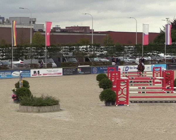 Belgisch Kampioenschap 4-5 Jarigen Paarden