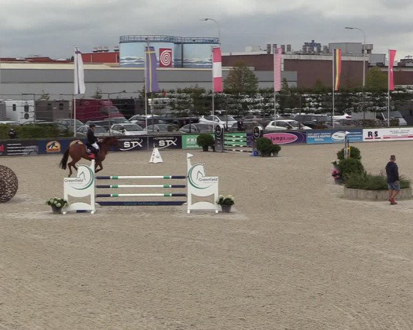 Belgisch Kampioenschap 4-5 Jarigen Paarden