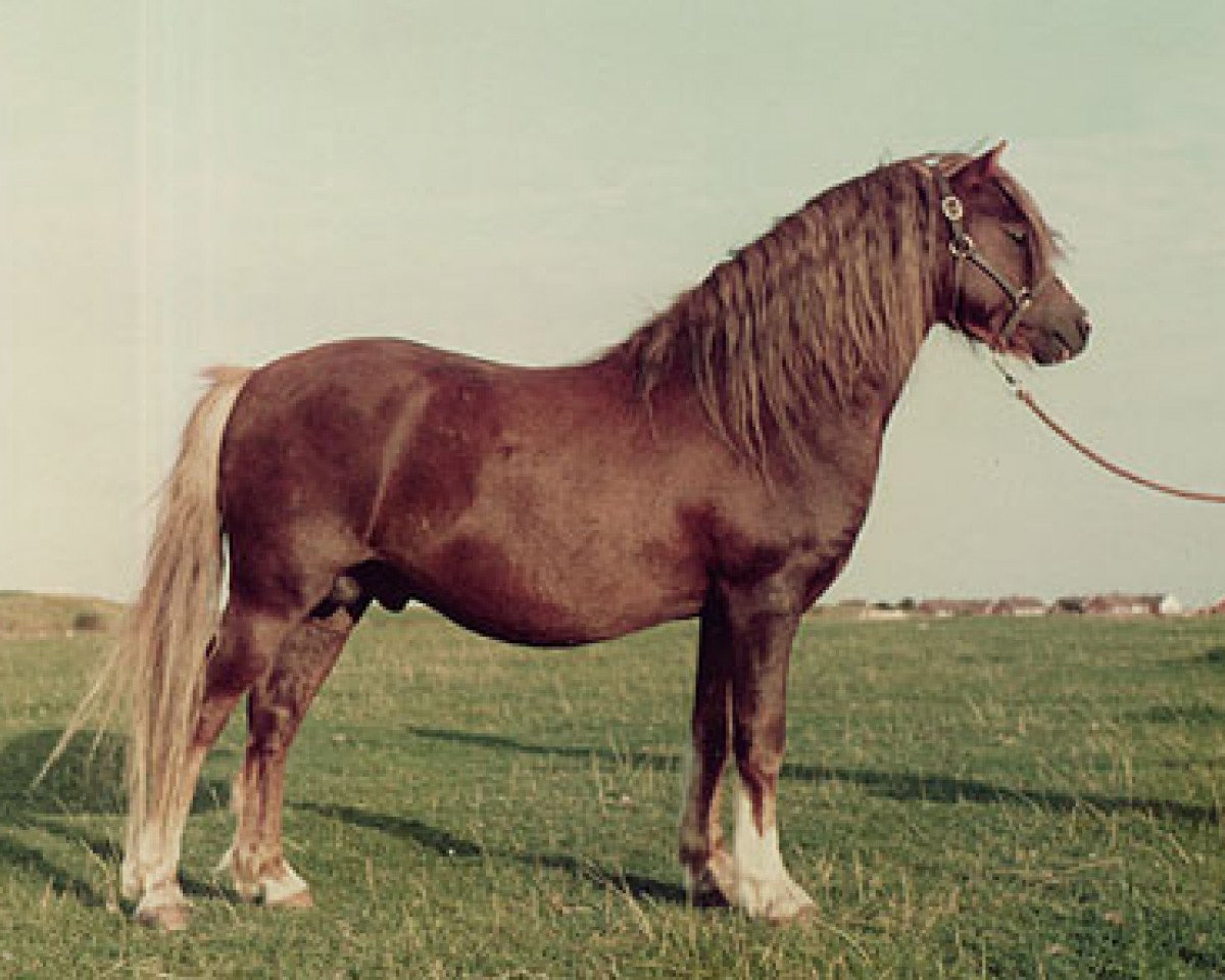 stallion Menai Smartie (Welsh mountain pony (SEK.A), 1977, from Twyford Marchog)