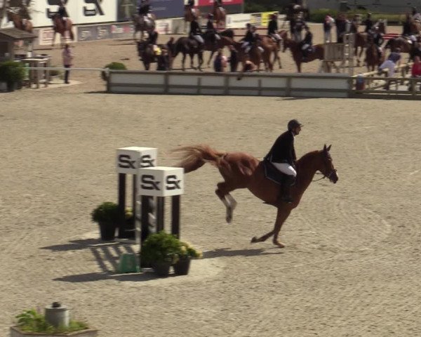 Belgisch Kampioenschap 4-5 Jarigen Paarden