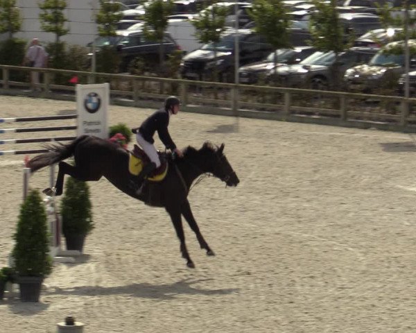 Belgisch Kampioenschap 4-5 Jarigen Paarden
