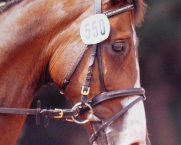 dressage horse Wie Du 6 (Hanoverian, 1996, from Wolkentanz I)