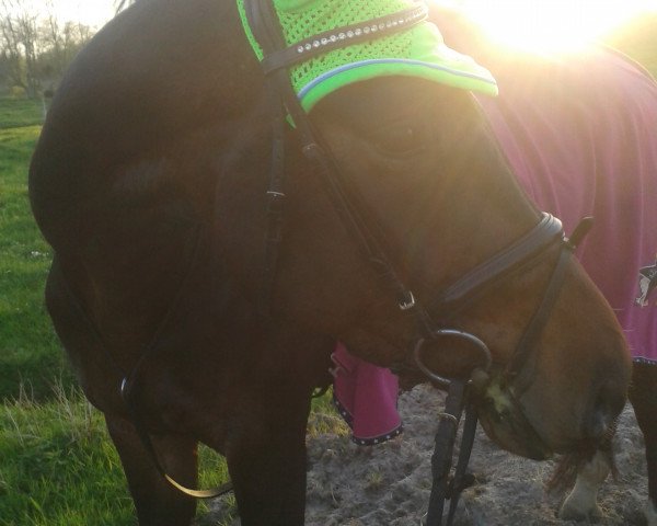 dressage horse So wie Ich (Oldenburg, 2010, from Statesman OLD)