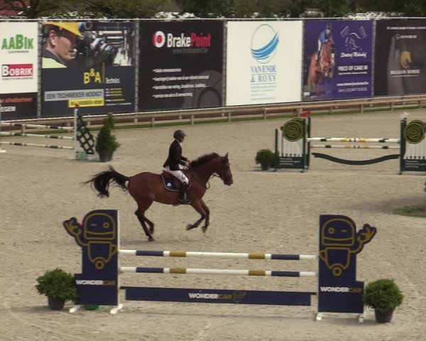 Belgisch Kampioenschap 4-5 Jarigen Paarden