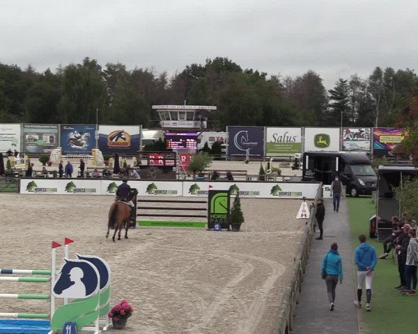 Belgisch Kampioenschap 4-5 Jarigen Paarden