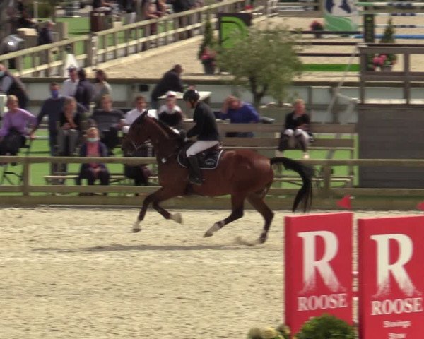 Belgisch Kampioenschap 4-5 Jarigen Paarden