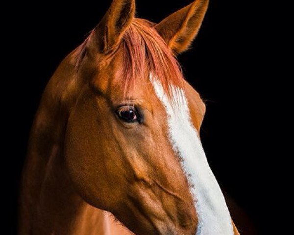 broodmare Appassionata 6 (German Sport Horse, 2008, from Asklepios)