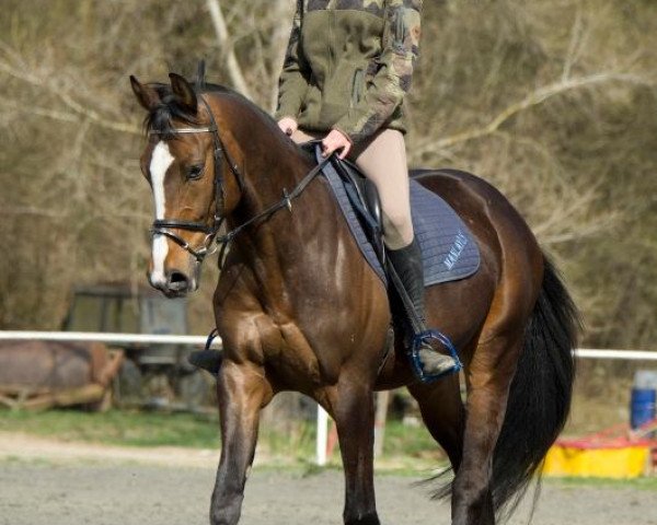 horse Neron (polish noble half-breed, 2009, from Lord-Star)