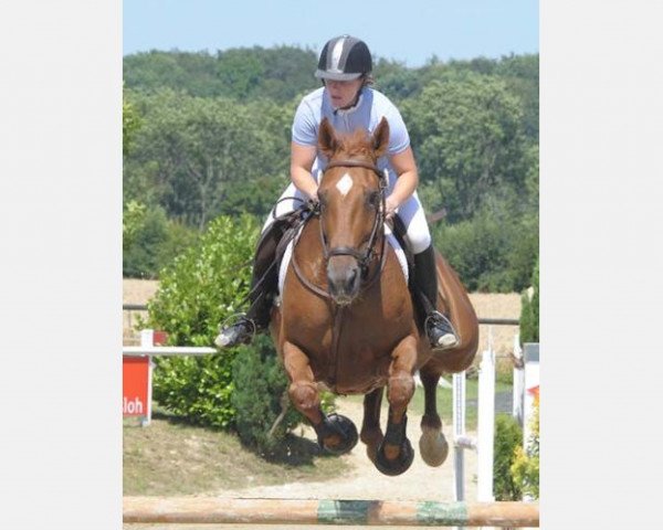 jumper Grace 334 (Westphalian, 2002, from Grossadmiral)