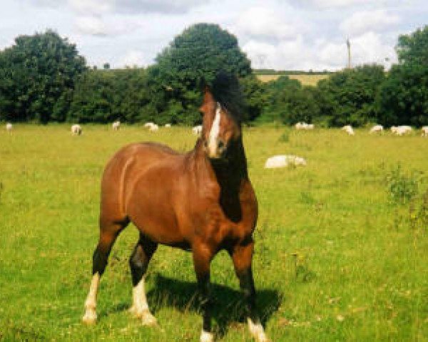 stallion Friars Generous (Welsh mountain pony (SEK.A), 1991, from Friars Freelance)