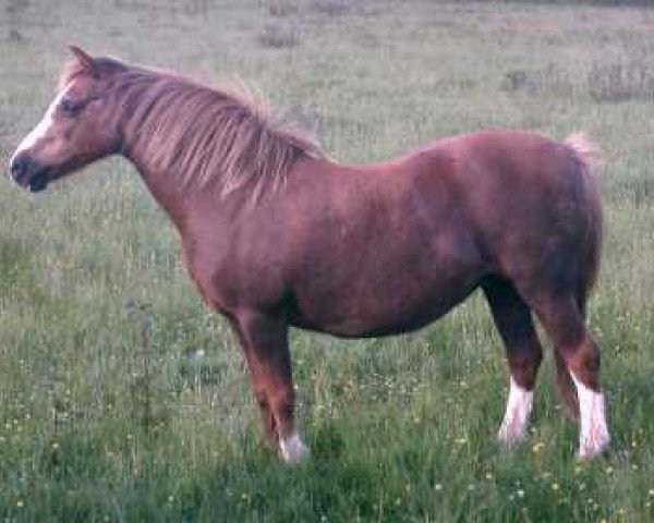 broodmare Menai Marina (Welsh mountain pony (SEK.A), 1970, from Twyford Maxim)