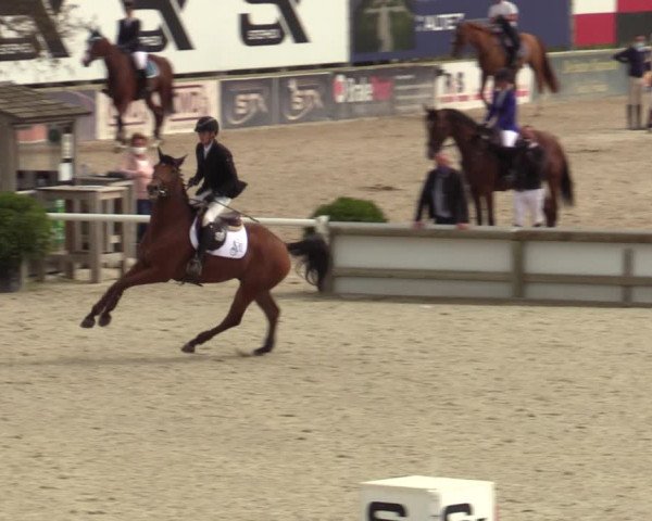 Belgisch Kampioenschap 4-5 Jarigen Paarden