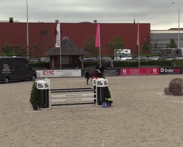 Belgisch Kampioenschap 4-5 Jarigen Paarden
