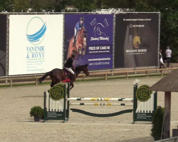 Belgisch Kampioenschap 4-5 Jarigen Paarden