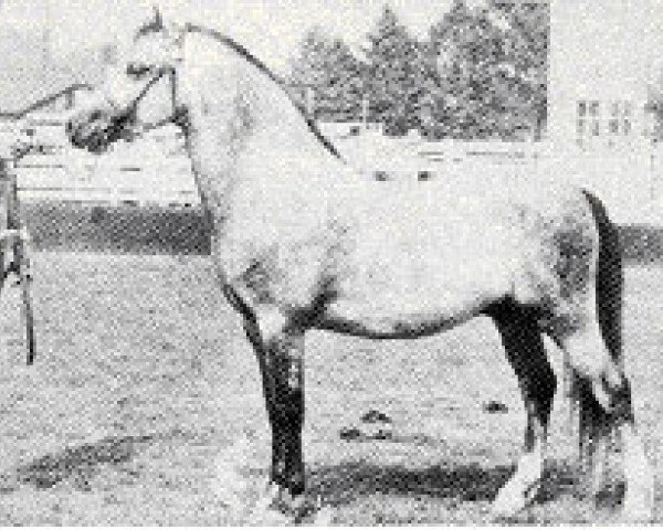 Pferd Revel Capip (Welsh Mountain Pony (Sek.A), 1964, von Clan Pip) Pferd Revel Capip (Welsh Mountain Pony (Sek.A), 1964, von Clan Pip)
