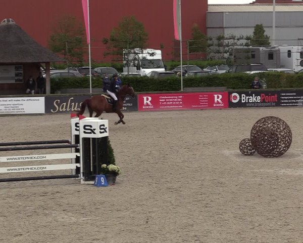 Belgisch Kampioenschap 4-5 Jarigen Paarden