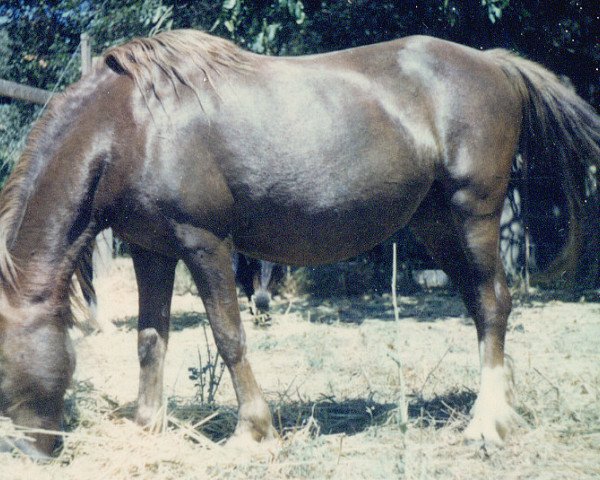 horse Cefn Queen (Welsh mountain pony (SEK.A), 1956, from Eryri Gwyndaf) horse Cefn Queen (Welsh mountain pony (SEK.A), 1956, from Eryri Gwyndaf)