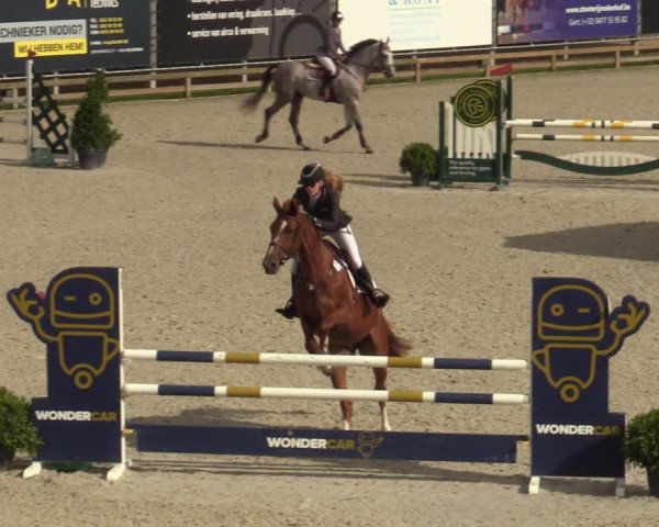 Belgisch Kampioenschap 4-5 Jarigen Paarden