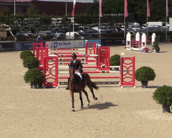 Belgisch Kampioenschap 4-5 Jarigen Paarden