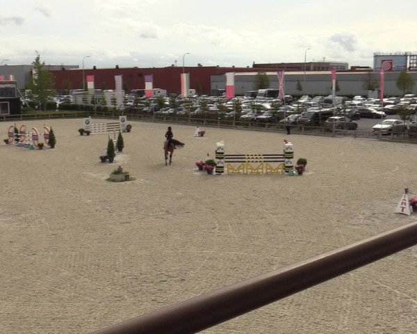 Belgisch Kampioenschap 4-5 Jarigen Paarden