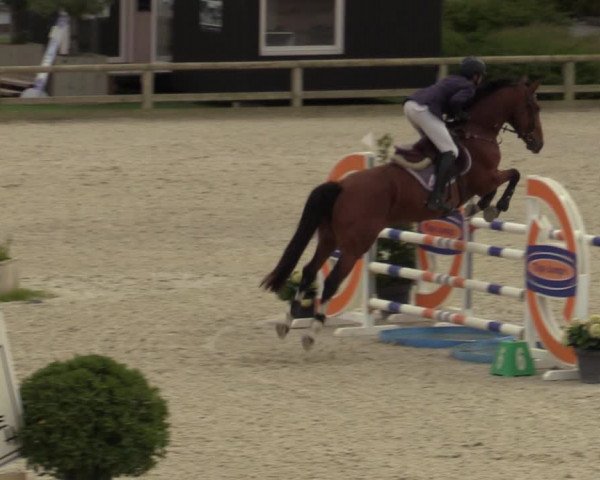 Belgisch Kampioenschap 4-5 Jarigen Paarden
