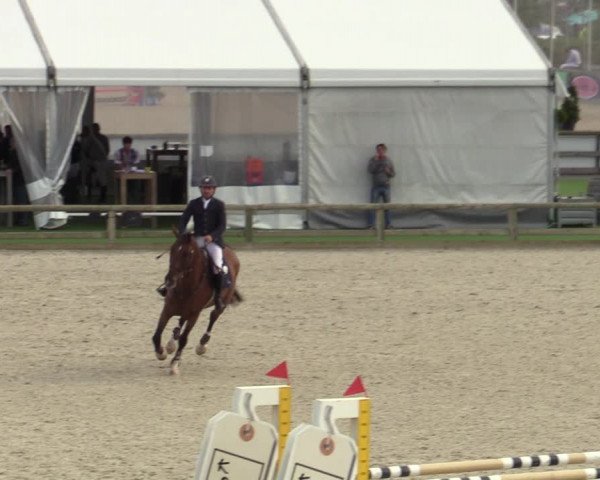 Belgisch Kampioenschap 4-5 Jarigen Paarden