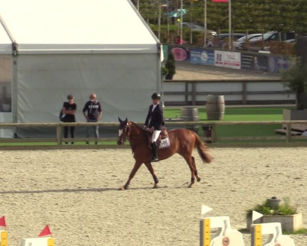 Belgisch Kampioenschap 4-5 Jarigen Paarden