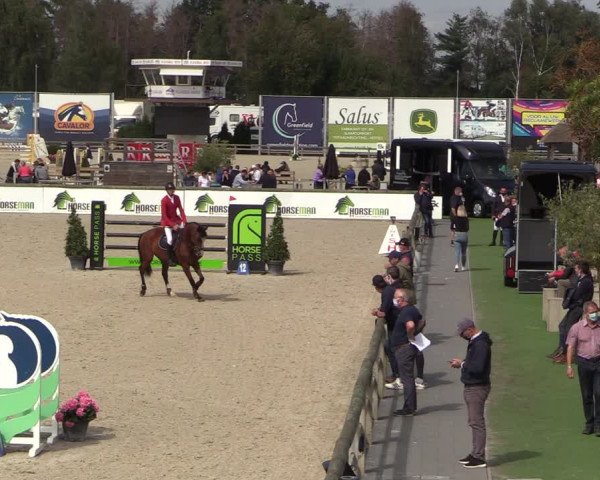 Belgisch Kampioenschap 4-5 Jarigen Paarden