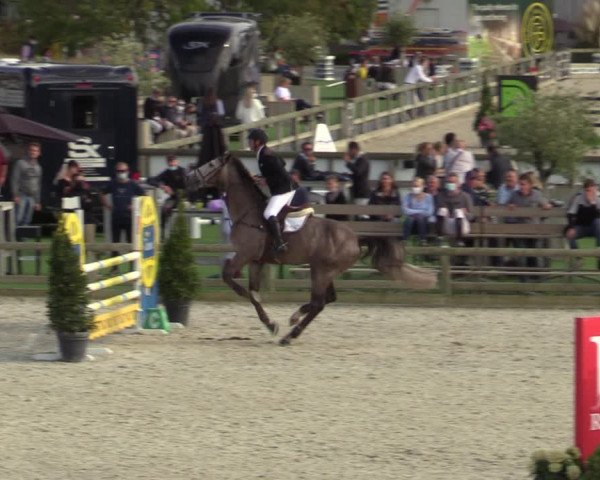 Belgisch Kampioenschap 4-5 Jarigen Paarden