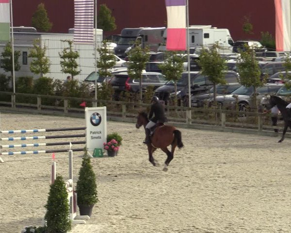 Belgisch Kampioenschap 4-5 Jarigen Paarden