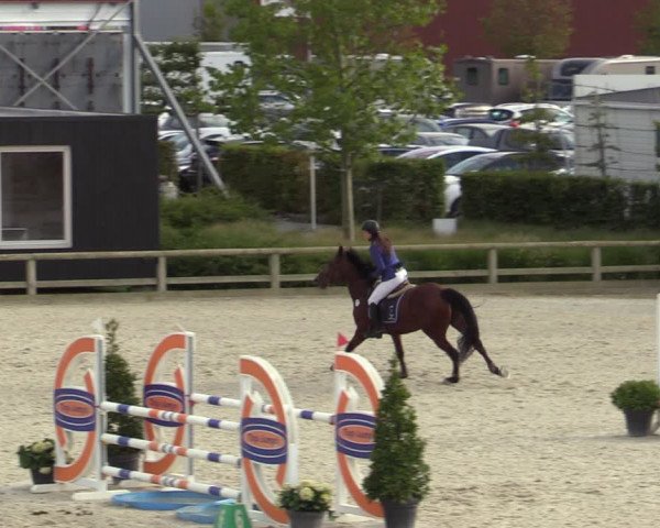 Belgisch Kampioenschap 4-5 Jarigen Paarden