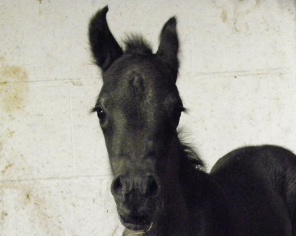 horse Amazing Grey S (Welsh-Cob (Sek. D), 2015, from Arvalon's Charles)
