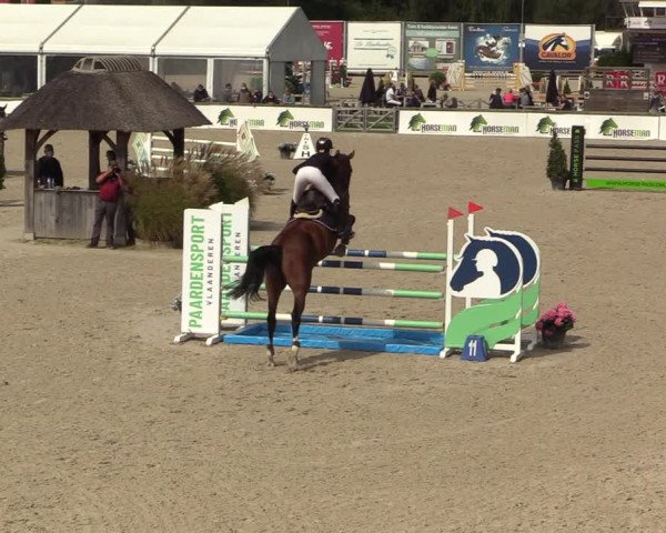 Belgisch Kampioenschap 4-5 Jarigen Paarden