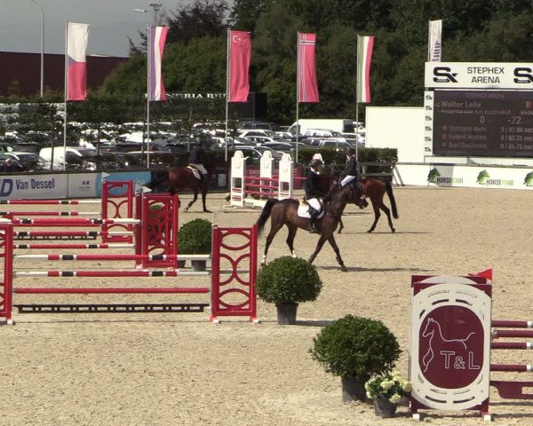 Belgisch Kampioenschap 4-5 Jarigen Paarden