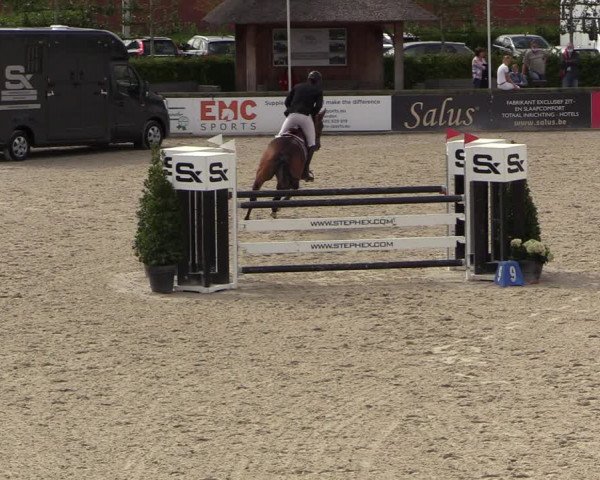 Belgisch Kampioenschap 4-5 Jarigen Paarden