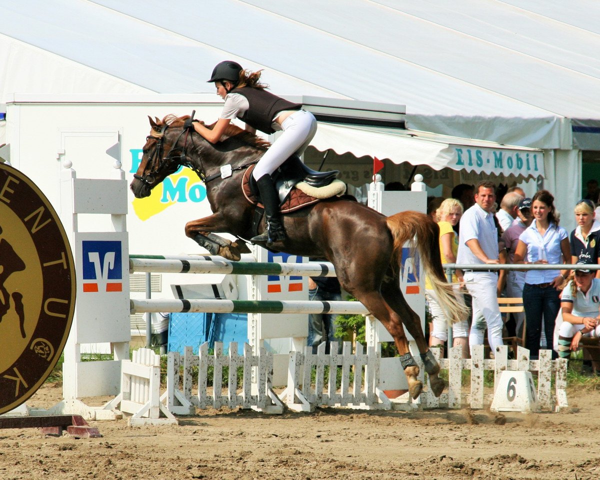 jumper Diego B 3 (German Riding Pony, 2000, from FS Don't Worry)