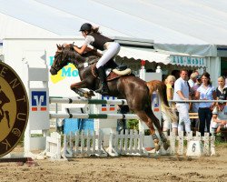 Springpferd Diego B 3 (Deutsches Reitpony, 2000, von FS Don't Worry)