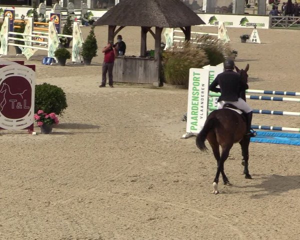 Belgisch Kampioenschap 4-5 Jarigen Paarden