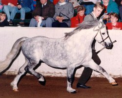 stallion Springbourne Boy Blue (Welsh mountain pony (SEK.A), 1984, from Breachwood Marwyn)