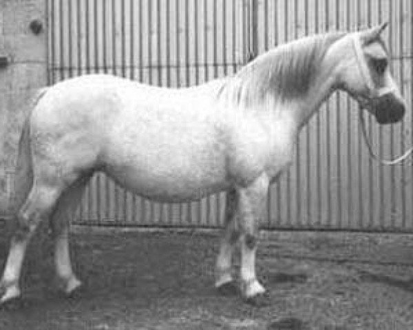 broodmare Springbourne Croesan (Welsh mountain pony (SEK.A), 1981, from Springbourne Halwyn)