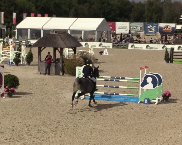 Belgisch Kampioenschap 4-5 Jarigen Paarden