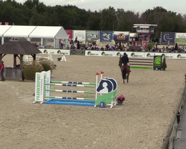 Belgisch Kampioenschap 4-5 Jarigen Paarden
